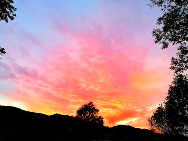 Low angle view of silhouette trees against orange sky