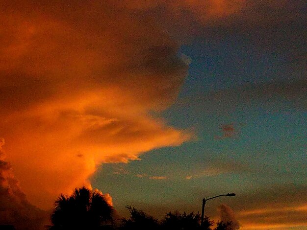 Low angle view of silhouette trees against orange sky