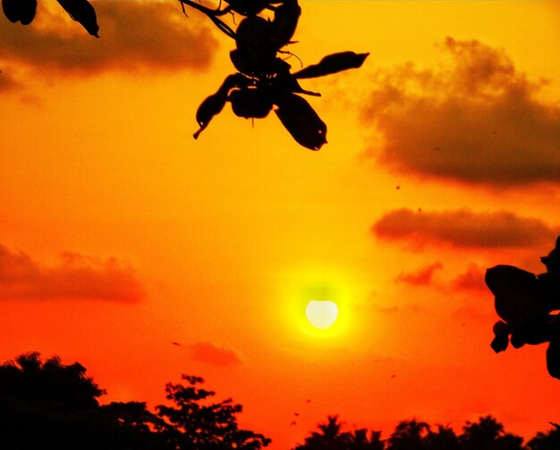 Low angle view of silhouette trees against orange sky