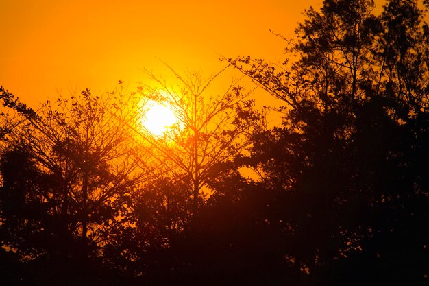 Low angle view of silhouette trees against orange sky