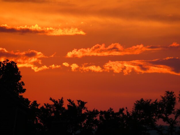 Low angle view of silhouette trees against orange sky