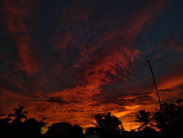 Low angle view of silhouette trees against orange sky