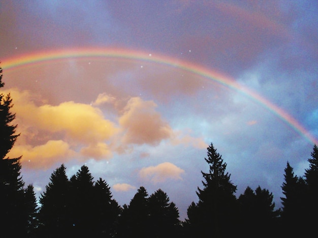 Photo low angle view of silhouette trees against rainbow in cloudy sky during sunset