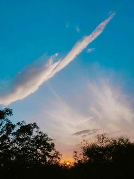 Low angle view of silhouette trees against sky during sunset