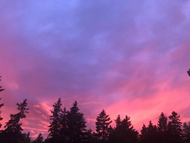 Low angle view of silhouette trees against sky during sunset