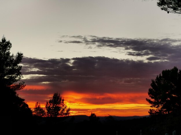 Low angle view of silhouette trees against sky during sunset