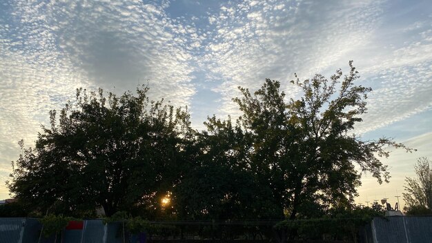 Low angle view of silhouette trees against sky during sunset