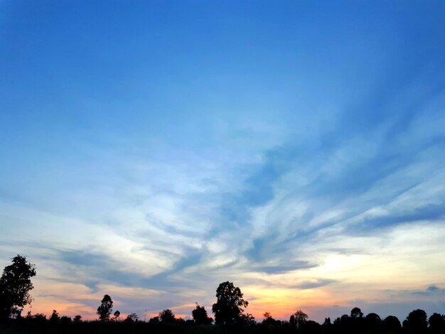 Low angle view of silhouette trees against sky during sunset