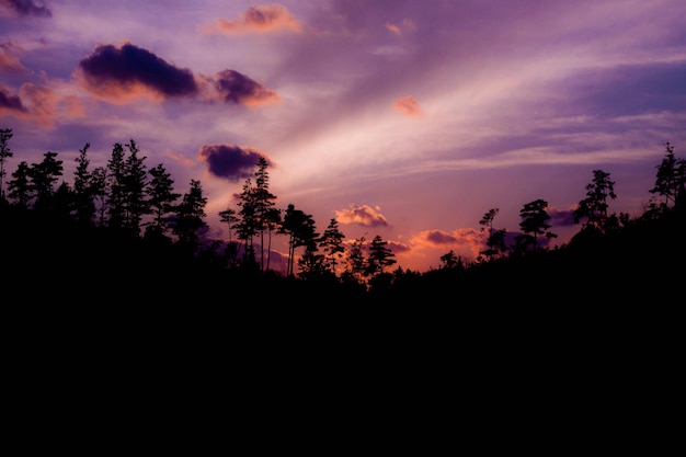 Foto vista a basso angolo di silhouette di alberi contro il cielo durante il tramonto