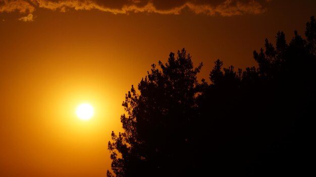 Foto vista a basso angolo di silhouette di alberi contro il cielo durante il tramonto