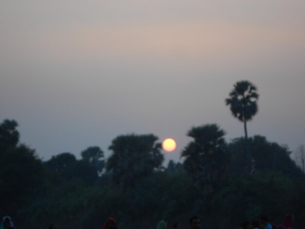 Low angle view of silhouette trees against sky during sunset