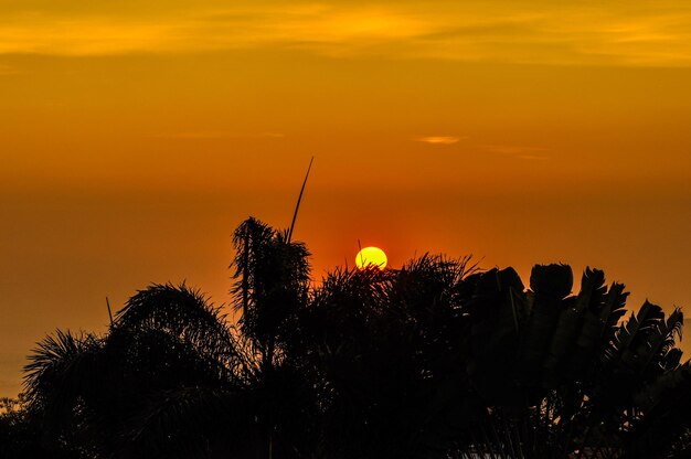 Low angle view of silhouette trees against sky during sunset