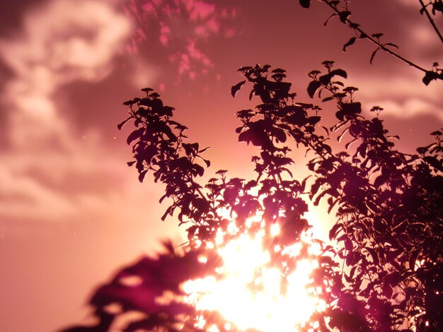 Foto vista a basso angolo di silhouette di alberi contro il cielo durante il tramonto