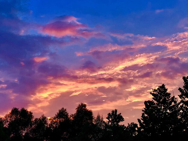 Low angle view of silhouette trees against sky during sunset