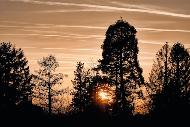 Photo low angle view of silhouette trees against sky during sunset