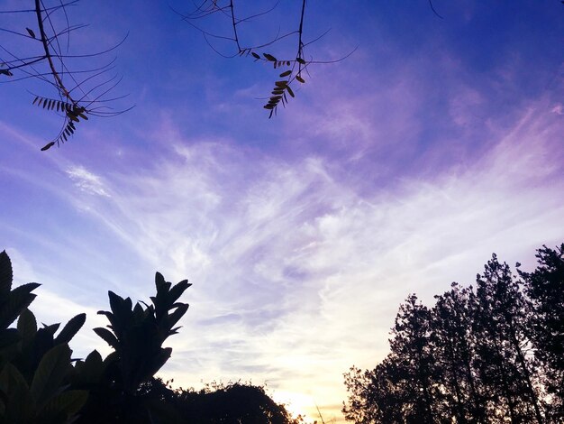 Low angle view of silhouette trees against sky during sunset