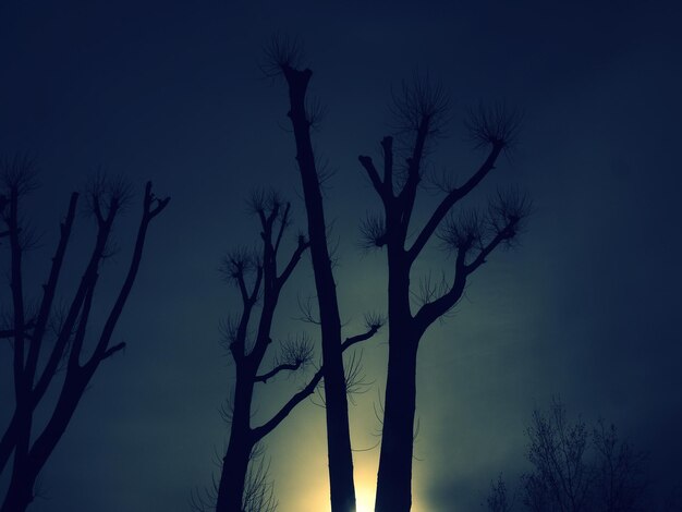 Low angle view of silhouette trees against sky at dusk