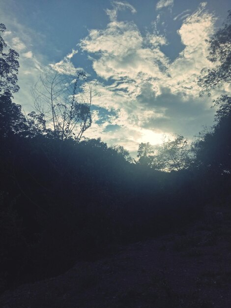 Low angle view of silhouette trees against sky in forest