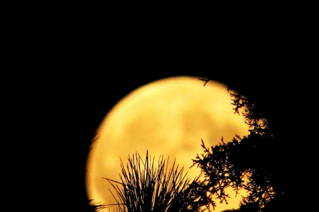 Foto vista a basso angolo di silhouette di alberi contro il cielo di notte