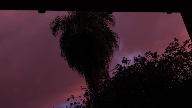 Photo low angle view of silhouette trees against sky at night