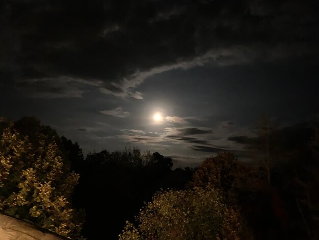 Low angle view of silhouette trees against sky at night