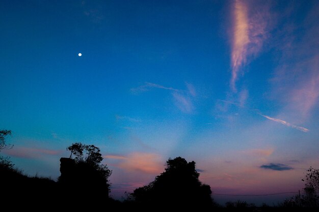 Low angle view of silhouette trees against sky at night