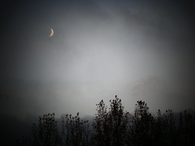 Photo low angle view of silhouette trees against sky at night