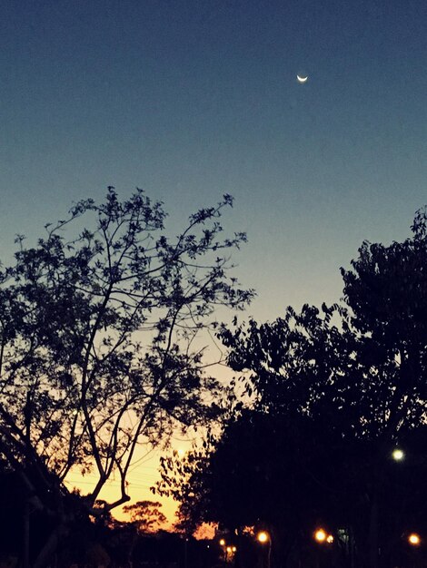 Low angle view of silhouette trees against sky at night