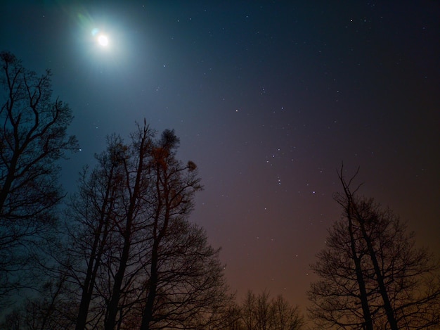 夜の空に照らされたシルエットの木の低角度の眺め