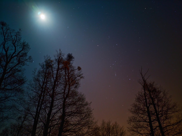 Photo low angle view of silhouette trees against sky at night