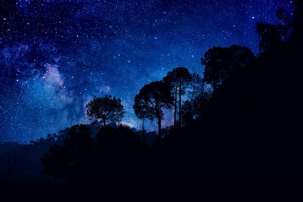 Low angle view of silhouette trees against sky at night