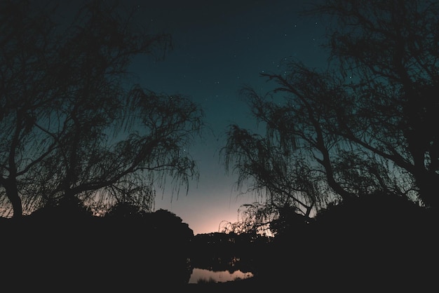 Foto vista a basso angolo di silhouette di alberi contro il cielo di notte