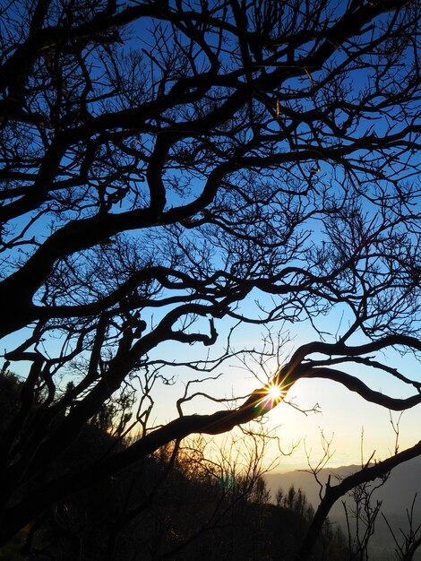 Low angle view of silhouette trees against sky during sunrise