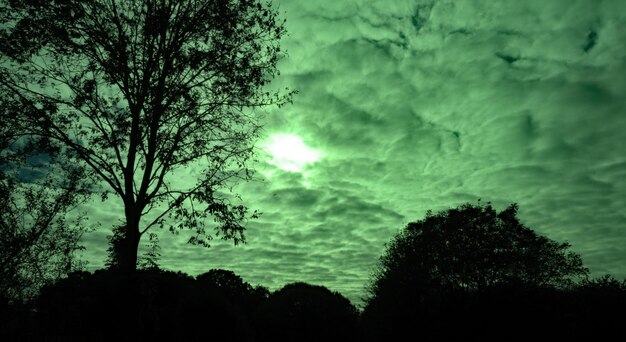 Low angle view of silhouette trees against sky at sunset