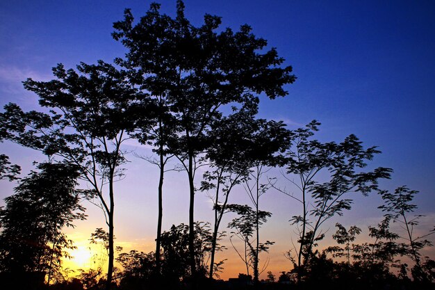 Low angle view of silhouette trees against sky at sunset