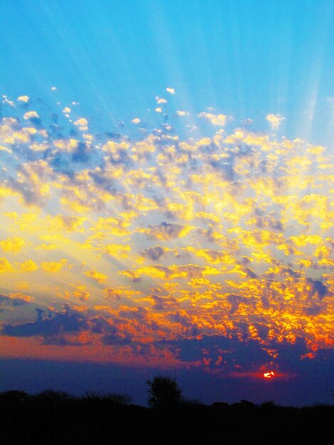 Low angle view of silhouette trees against sky at sunset