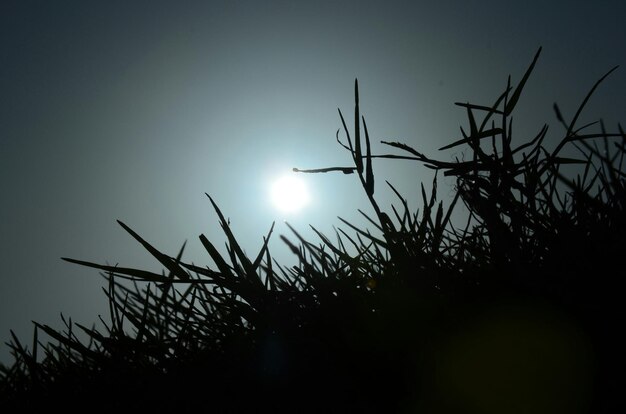 Foto vista a basso angolo di silhouette di alberi contro il cielo al tramonto