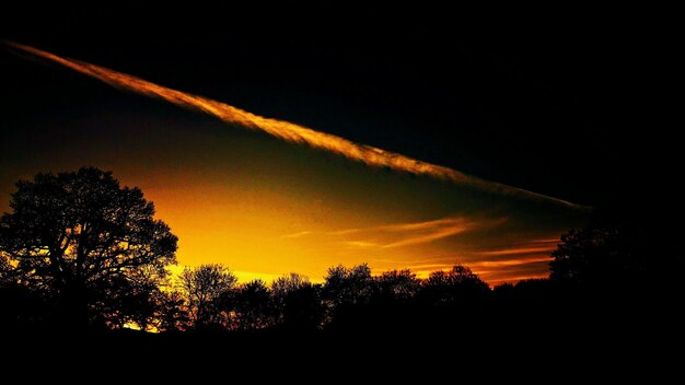 Foto vista a basso angolo di silhouette di alberi contro il cielo al tramonto