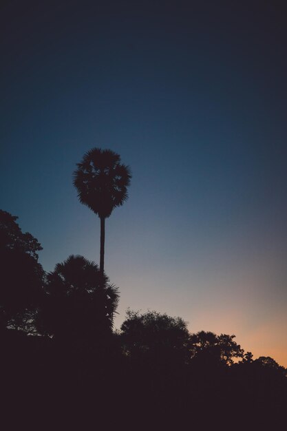 Foto vista a basso angolo di silhouette di alberi contro il cielo al tramonto