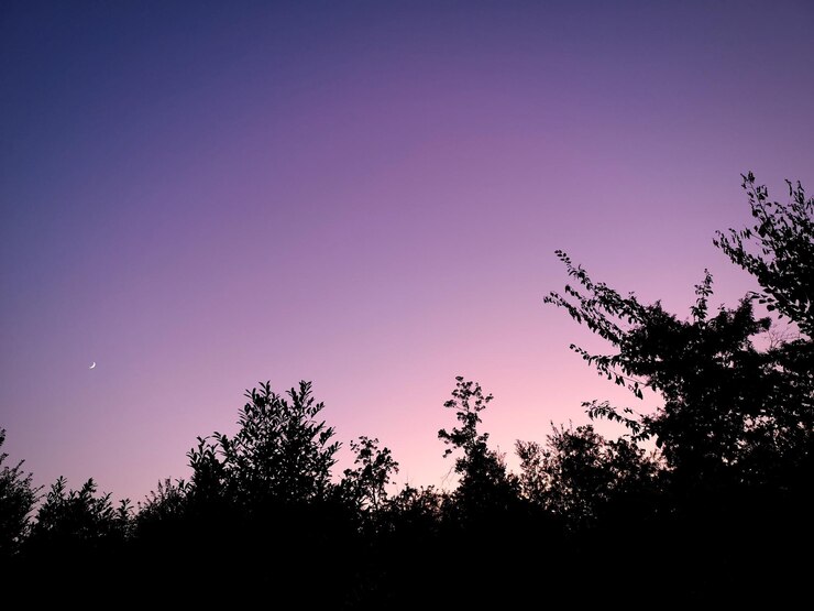 Photo 夕暮れの空を背景に木のシルエットを低角度で眺める