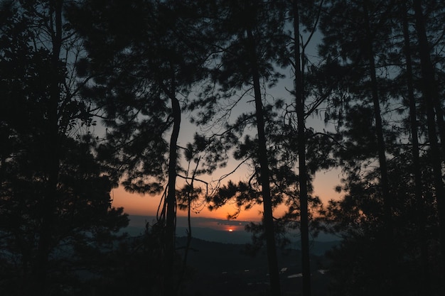 夕暮れの空を背景に木のシルエットを低角度で眺める