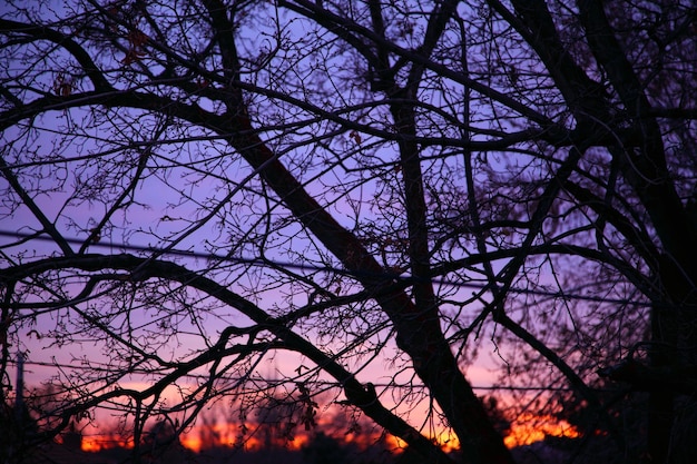 Foto vista a basso angolo di silhouette di alberi contro il cielo al tramonto