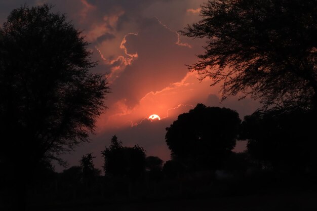 Low angle view of silhouette trees against sky at sunset