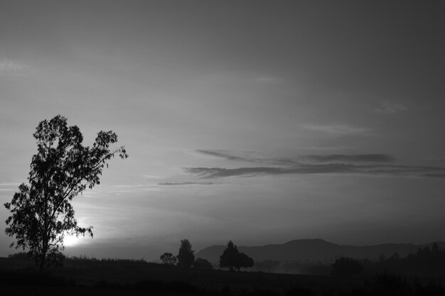 Low angle view of silhouette trees against sky at sunset