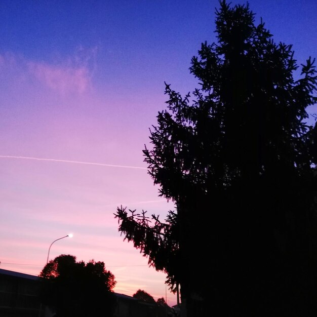 Low angle view of silhouette trees against sky at sunset