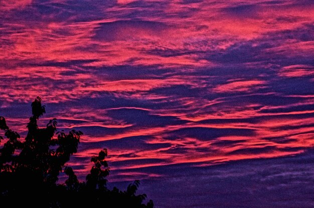 Low angle view of silhouette trees against sky