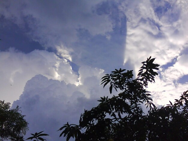 Low angle view of silhouette trees against sky