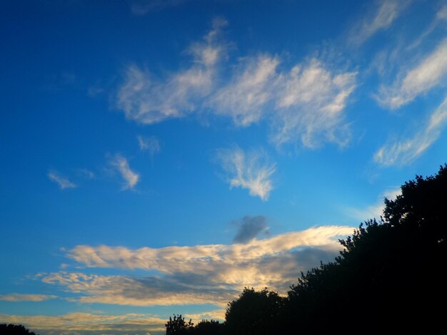 Low angle view of silhouette trees against sky