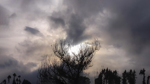 Low angle view of silhouette trees against sky