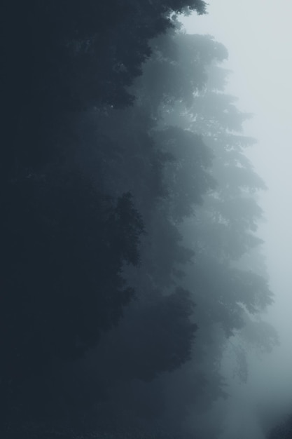 Low angle view of silhouette trees against sky